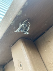 Araneus saevus