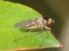Empididae
