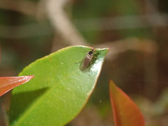 Empididae