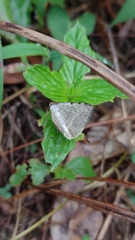 Frederickia nigricomma