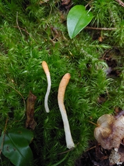 Trichoderma alutaceum