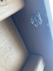 Araneus saevus