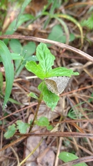 Frederickia nigricomma