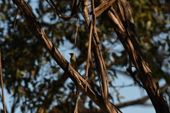 Ptilotula penicillata