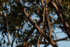 Ptilotula penicillata