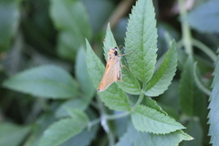 Hylephila phyleus