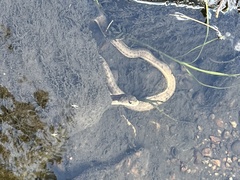 Thamnophis elegans vagrans