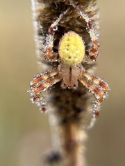 Neoscona arabesca