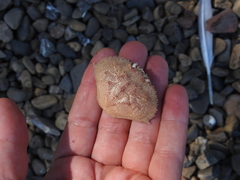 Metacarcinus magister