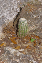 Echinocereus reichenbachii caespitosus