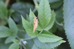 Hylephila phyleus
