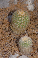 Echinocereus reichenbachii caespitosus