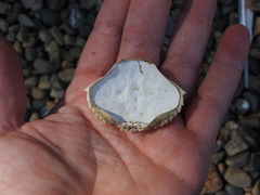 Metacarcinus magister