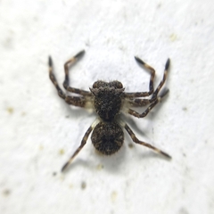 Bucranium taurifrons