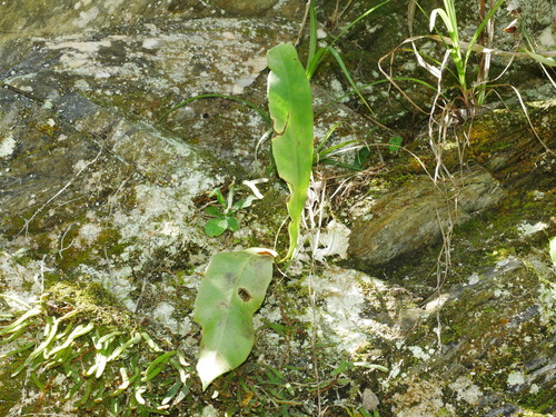 Microsorum steerei, photograph 5