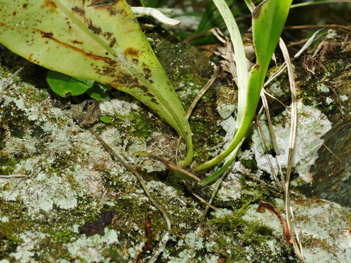 Microsorum steerei, photograph 6