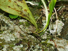 Microsorum steerei, photograph (c) Jacy Chen, some rights reserved (CC BY)