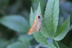 Hylephila phyleus