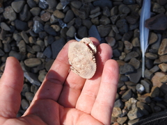 Metacarcinus magister