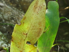Microsorum steerei