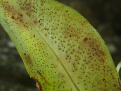(c) Jacy Chen, some rights reserved (CC BY) Microsorum steerei, photograph (c) Jacy Chen, some rights reserved (CC BY)