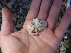 Metacarcinus magister