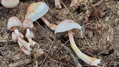 Leucoagaricus mucrocystis