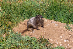 Marmota caligata