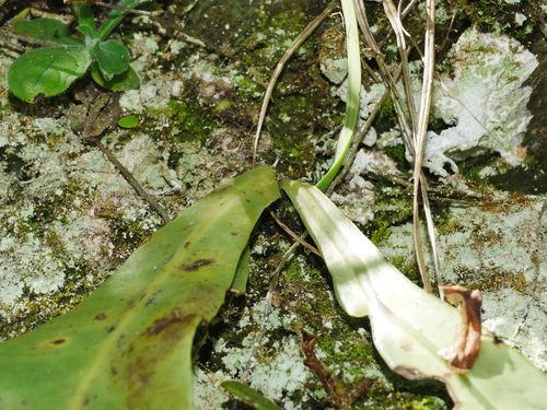 Microsorum steerei, photograph 3