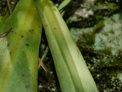 (c) Jacy Chen, some rights reserved (CC BY) Microsorum steerei, photograph (c) Jacy Chen, some rights reserved (CC BY)