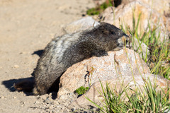 Marmota caligata