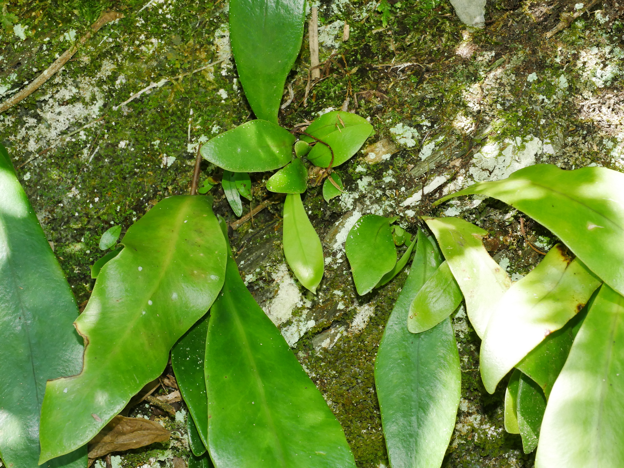 Microsorum steerei