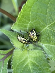 Zygogramma signatipennis