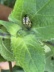 Zygogramma signatipennis