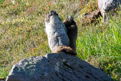 Marmota caligata