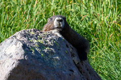 Marmota caligata