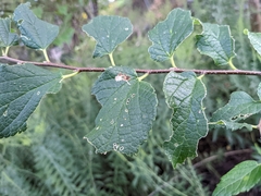 Celtis reticulata