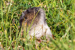 Marmota caligata