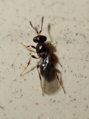 Platygastrinae
