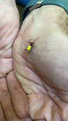 Micrathena sagittata