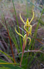 Lyperanthus suaveolens