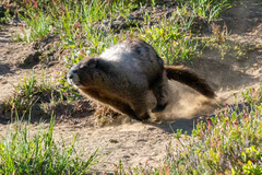 Marmota caligata