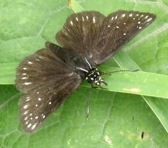 Pholisora mejicanus
