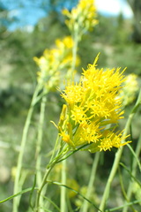 Chrysothamnus viscidiflorus