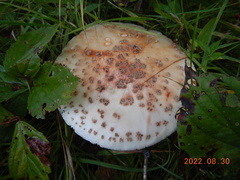 Validae
