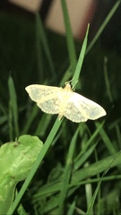 Herpetogramma aquilonalis