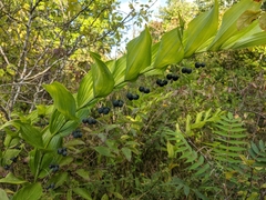 Polygonatum biflorum
