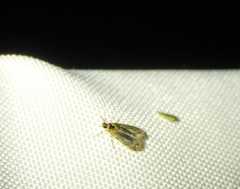 Olethreutes inornatana