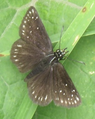Pholisora mejicanus