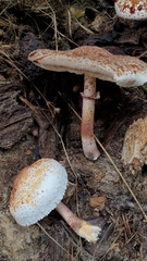 Leucoagaricus mucrocystis